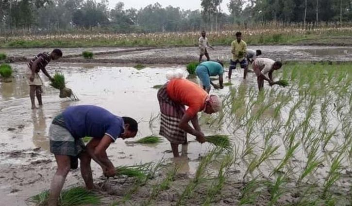 জয়পুরহাটে প্রায় ৭০ হাজার হেক্টর জমিতে আমন চাষের লক্ষ্যমাত্রা নির্ধারণ