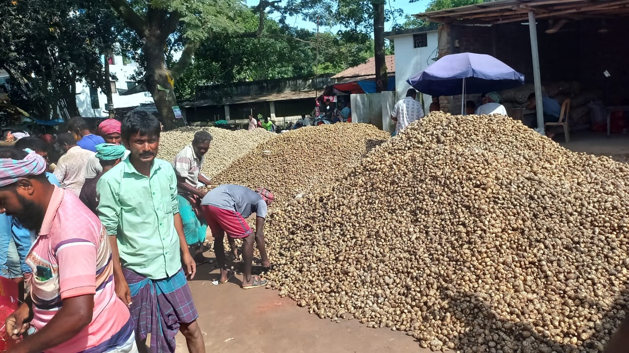 বিরামপুরে মুখি কচুর ভালো ফলন, ন্যায্য দাম পাওয়ায় খুশি কৃষক